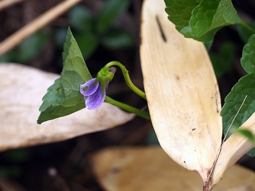 オオバタチツボスミレ