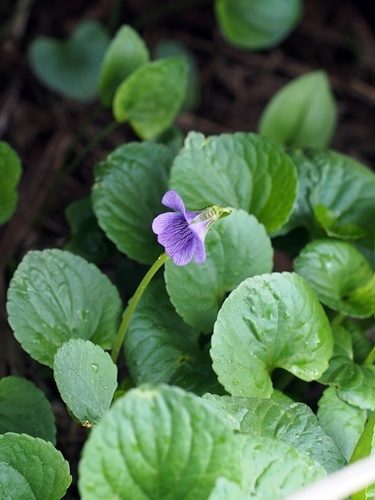 オオバタチツボスミレ