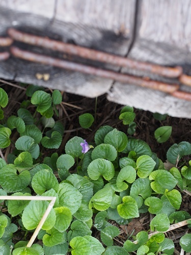 オオバタチツボスミレ