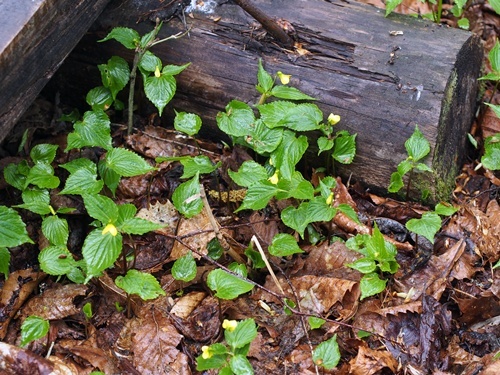 オオバキスミレ