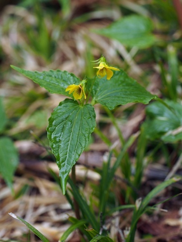 オオバキスミレ