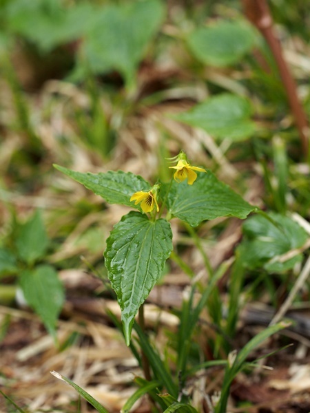 150604115oobaki.jpg