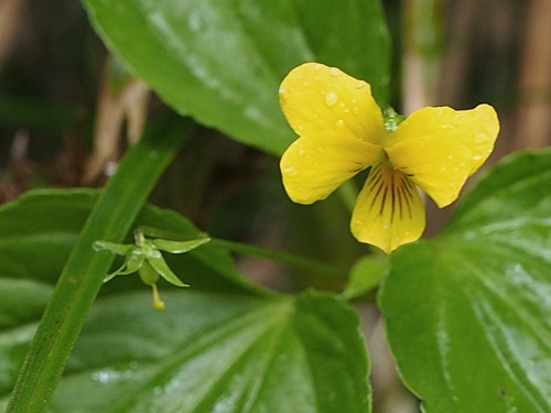 オオバキスミレ