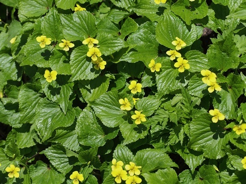 オオバキスミレ