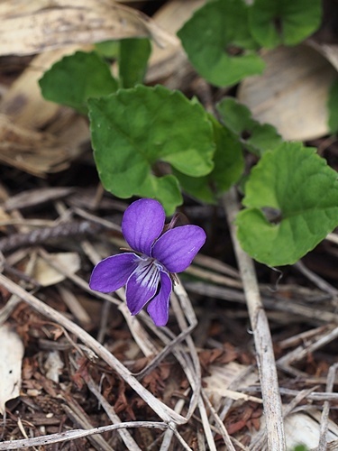 �~���}�X�~��