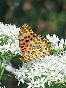 150919211tumaguro♂.jpg
