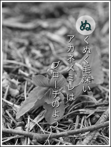 10nu160413013akane2.jpg