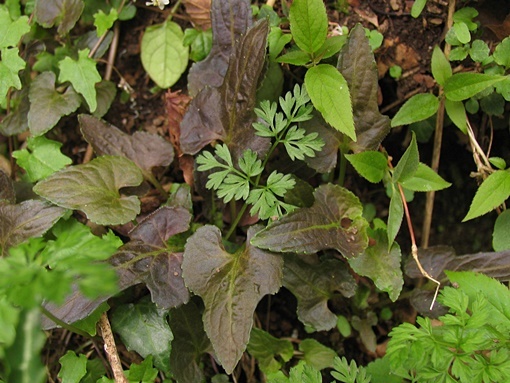 120419361asohikage.jpg