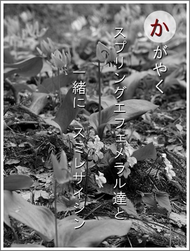 14ka130416222akebono2.jpg