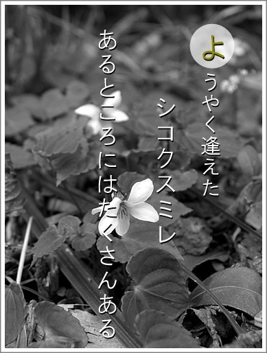 15yo100515003sikoku2.jpg