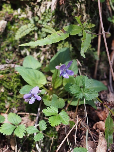 160317085sida.jpg