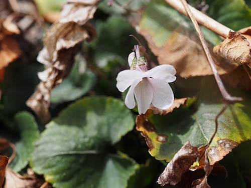 タチツボスミレ