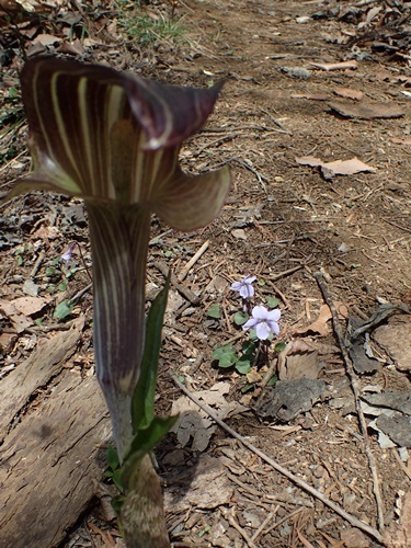 タチツボスミレ