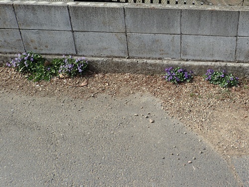 タチツボスミレ