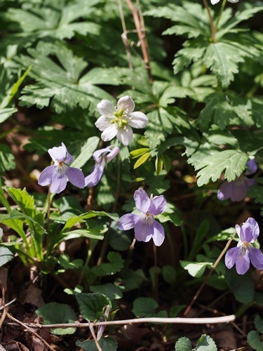 タチツボスミレ