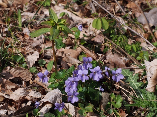 タチツボスミレ