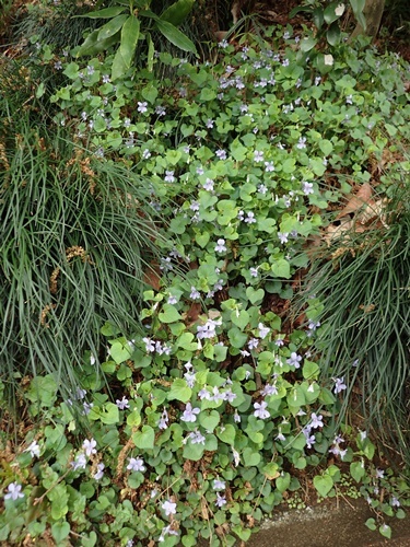 タチツボスミレ