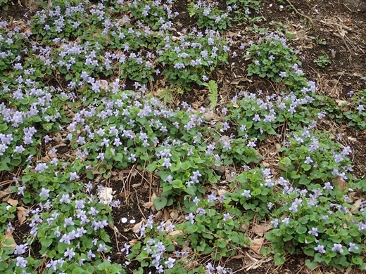 タチツボスミレ