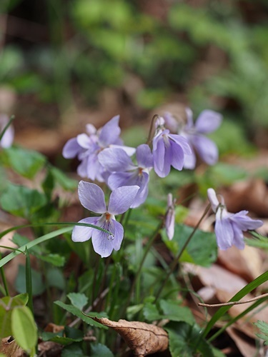 タチツボスミレ