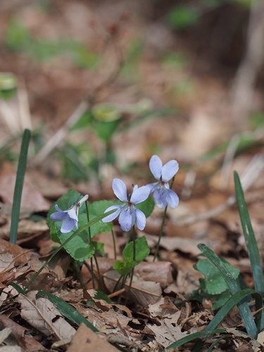 タチツボスミレ