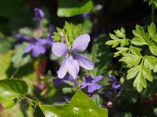 タチツボスミレ