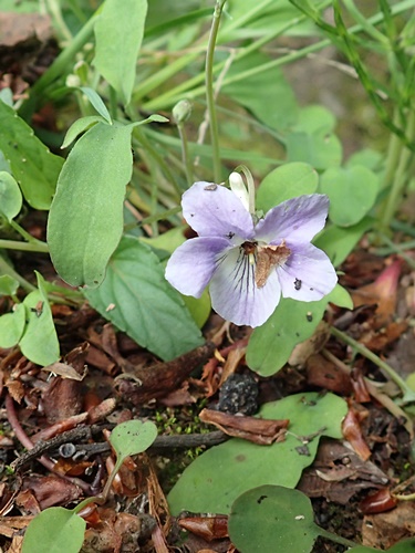 ナガバノタチツボスミレ