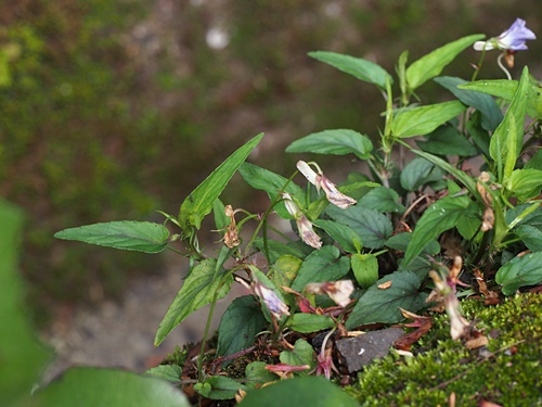 ナガバノタチツボスミレ