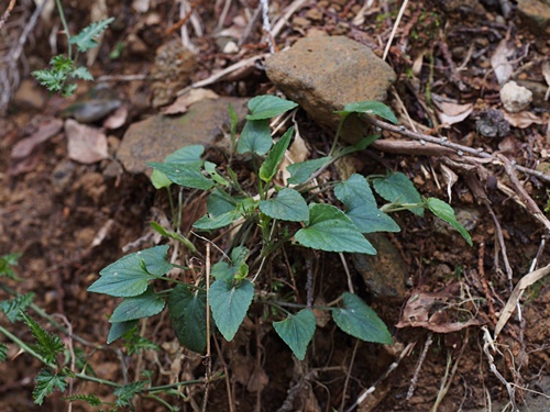 ナガバノタチツボスミレ