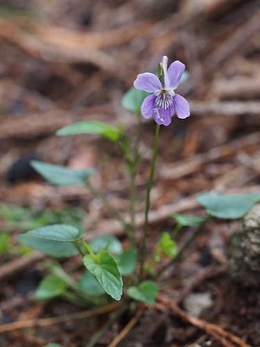 ナガバノタチツボスミレ