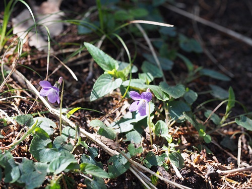ナガバノタチツボスミレ