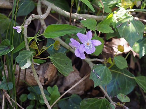 ナガバノタチツボスミレ