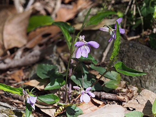 ナガバノタチツボスミレ