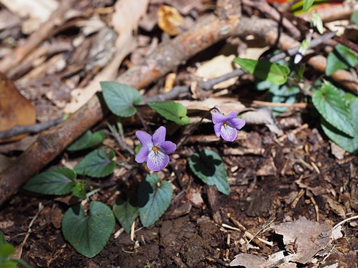 ナガバノタチツボスミレ