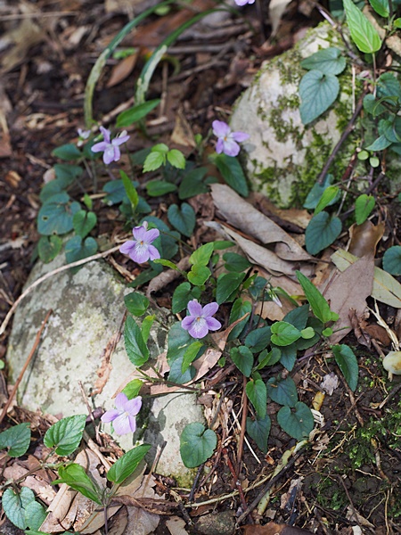 ナガバノタチツボスミレ