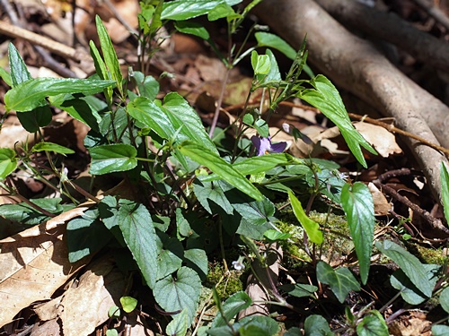 ナガバノタチツボスミレ