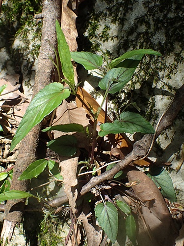 ナガバノタチツボスミレ