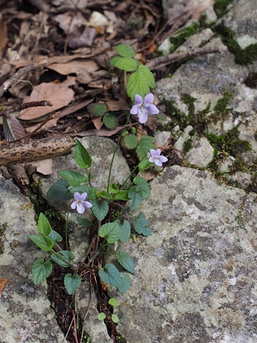 ナガバノタチツボスミレ