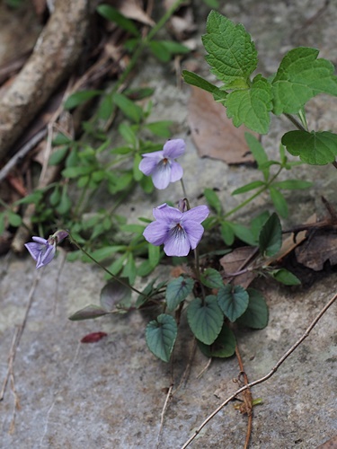 ナガバノタチツボスミレ