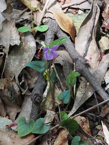 ナガバノタチツボスミレ