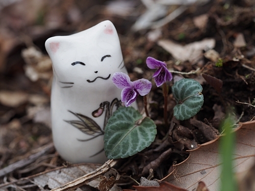 160418054koi-boru.jpg