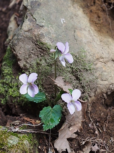 160418062hitotuba.jpg
