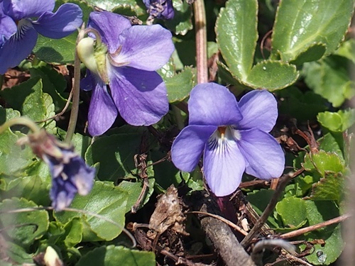 160420048kaomaeyoko.jpg