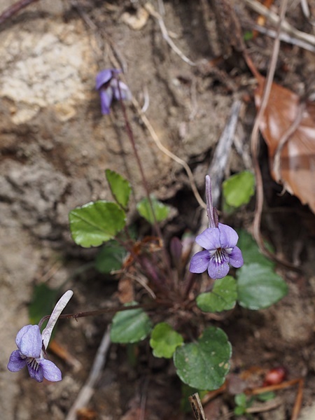 160420105awagatake.jpg