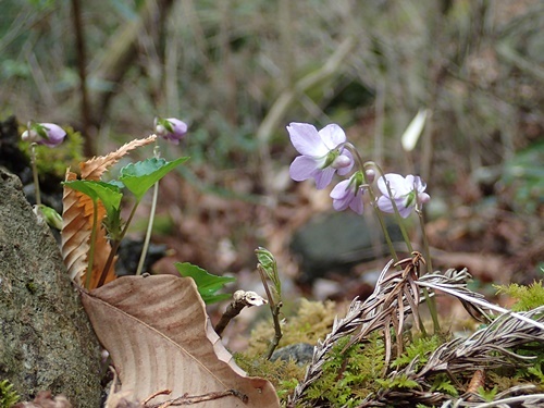 タチツボスミレ