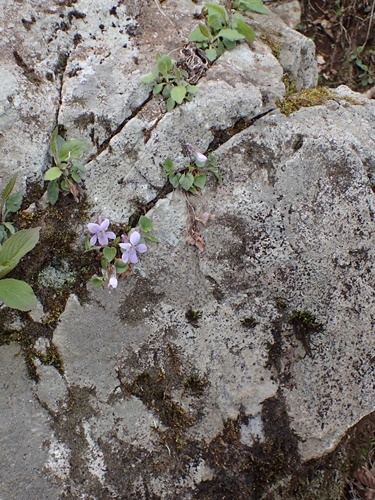 タチツボスミレ