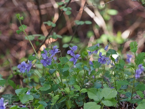 タチツボスミレ