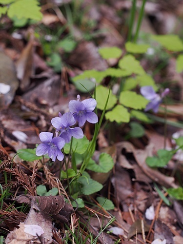 タチツボスミレ