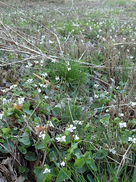 �j���C�X�~��