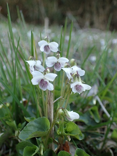 �j���C�X�~��