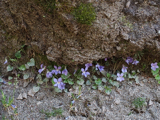 タチツボスミレ